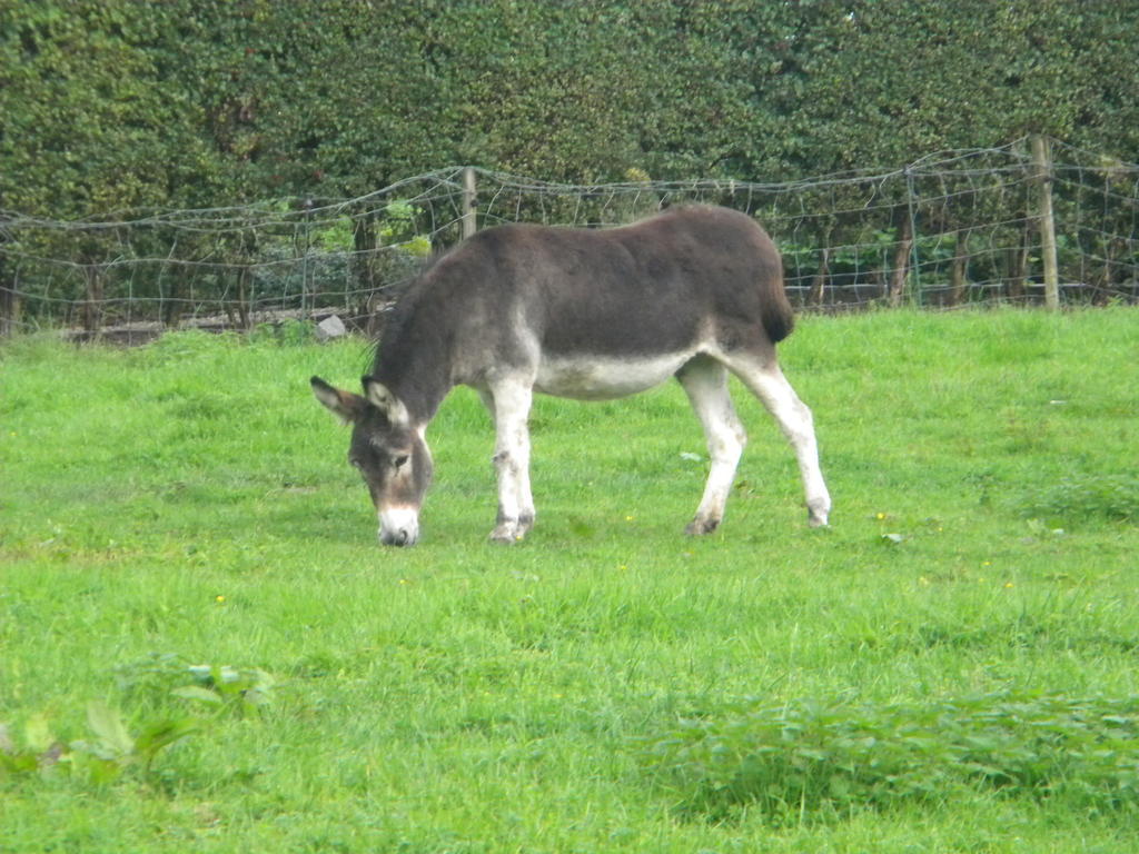 Landhaus Petrus Wittebrood Hoeve *